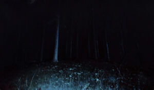 TOMÁŠ HONZ - SÁM V LESE